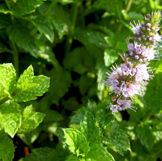 Patchouli Essential Oil Light 3